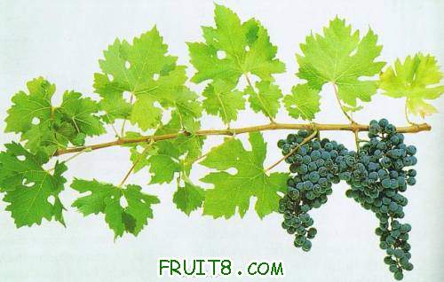 Cabernet Sauvignon.jpg