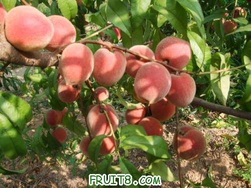 2011��6��12�ռ�������ɽ� 006.jpg