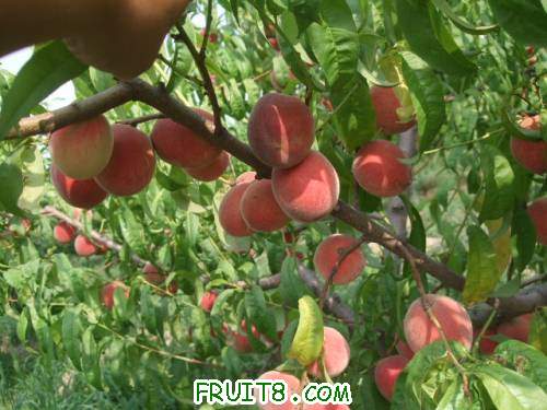 2011��6��12�ռ�������ɽ� 010.jpg