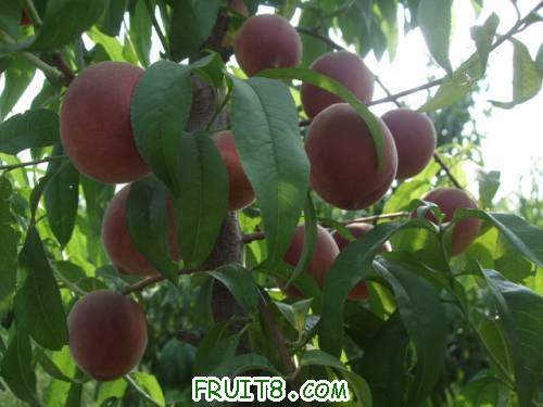 2011��6��12�ռ�������ɽ� 003.jpg