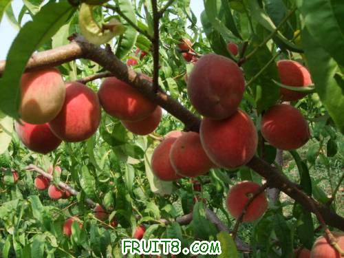 2011��6��12�ռ�������ɽ� 009.jpg