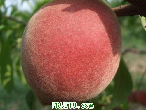 2011��6��12�ռ�������ɽ� 011.jpg