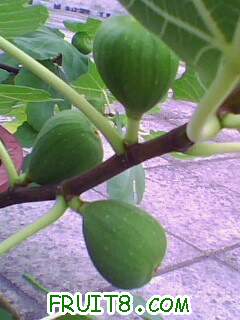 IMG1957A.jpg