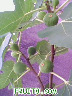IMG1964A.jpg