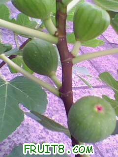 IMG1976A.jpg
