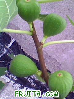 IMG1977A.jpg