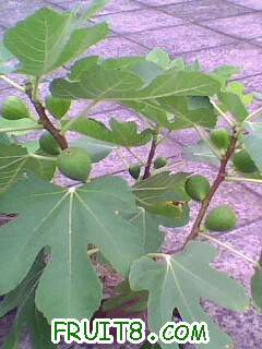 IMG1967A.jpg