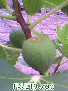 IMG1978A.jpg