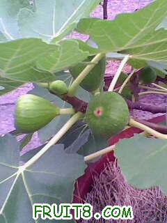 IMG1981A.jpg