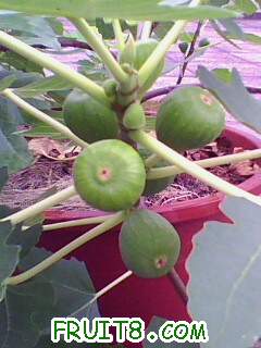 IMG1954A.jpg