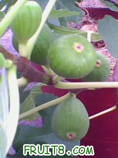 IMG1959A.jpg