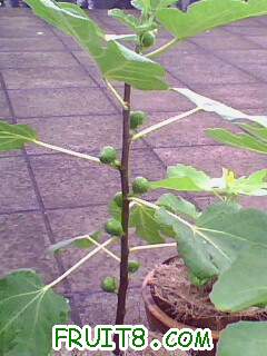 IMG1997A.jpg