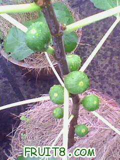 IMG2001A.jpg