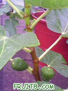 IMG2002A.jpg