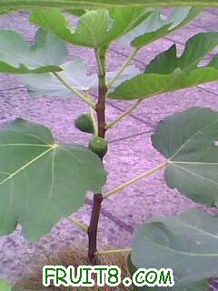 IMG1973A.jpg