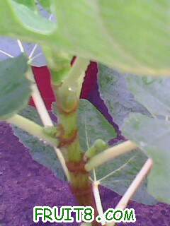IMG2004A.jpg