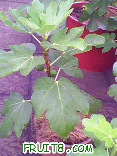 IMG2003A.jpg