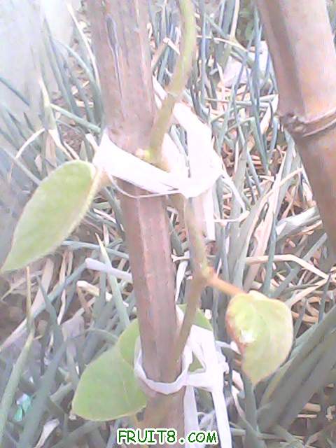 IMG0101A.jpg