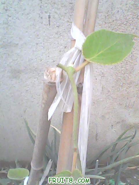 IMG0100A.jpg