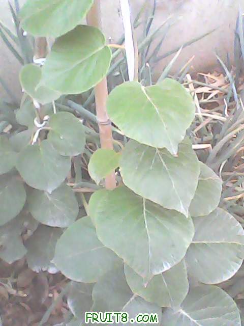 IMG0099A.jpg