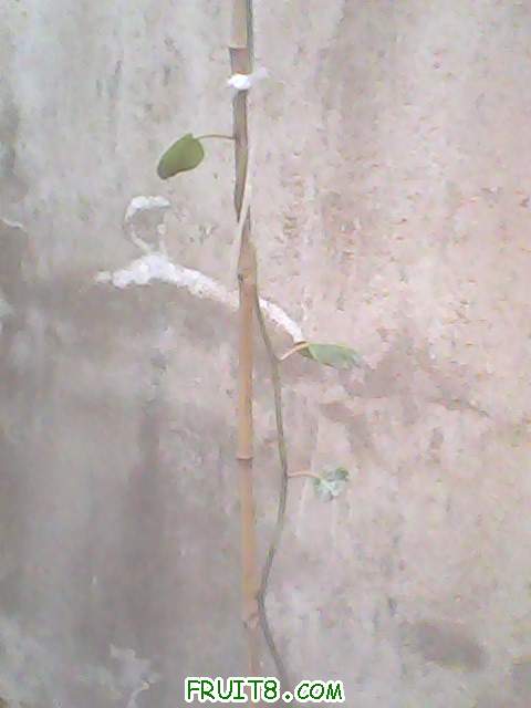 IMG0104A.jpg