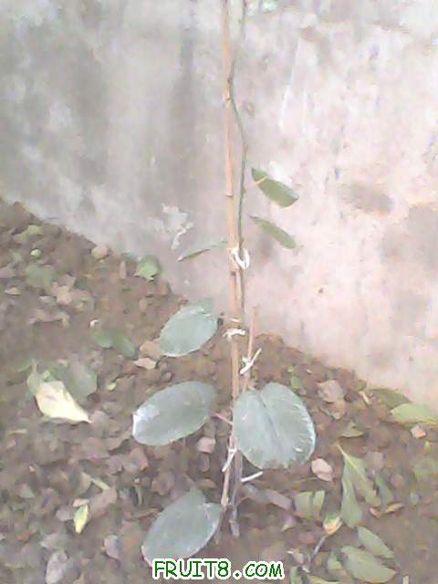 IMG0103A.jpg