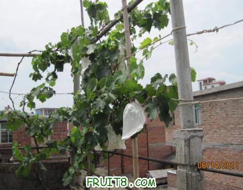 20110614-ȥ�걯��ľ޷�001.jpg
