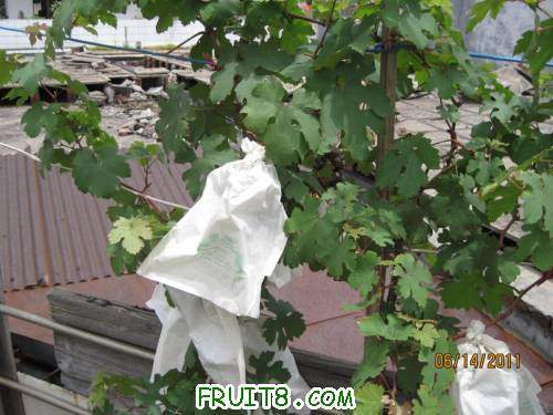 20110614-��˵�е�ƭ�Ӻ���002.jpg