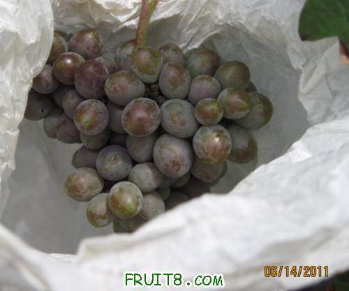 20110614-��˵�е�ƭ�Ӻ���003.jpg