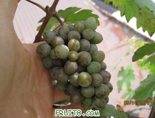 20110614-��˵�е�ƭ�Ӻ���001.jpg