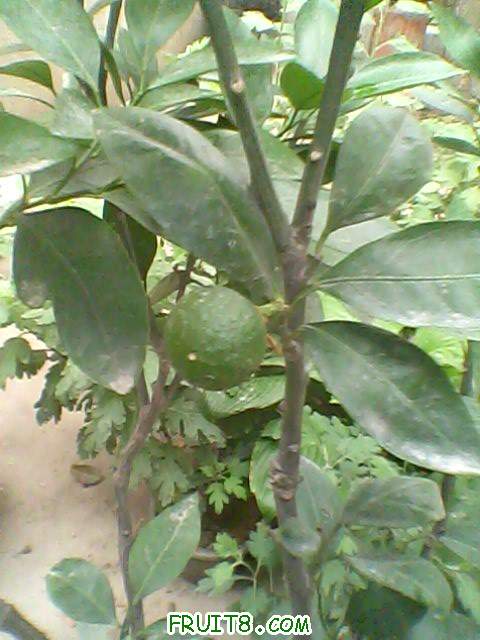 IMG0017A.jpg
