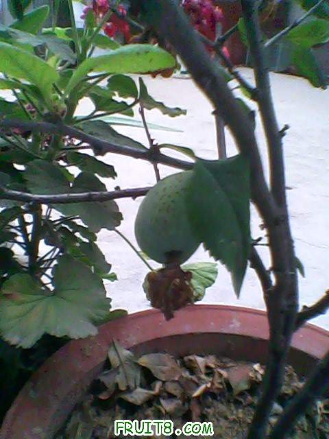 IMG0028A.jpg
