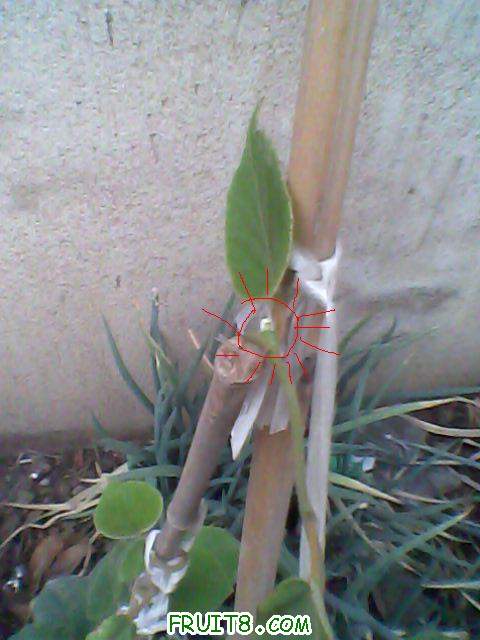IMG0020A.jpg