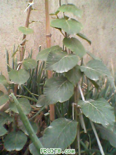 IMG0021A.jpg