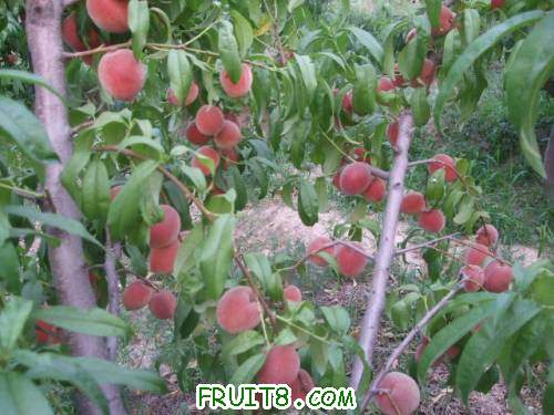 2011��6��15�ռ������� 008.jpg