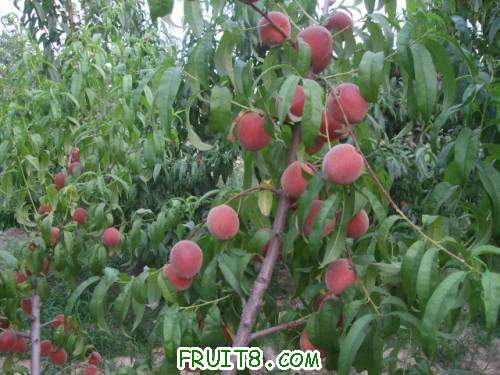 2011��6��15�ռ������� 005.jpg