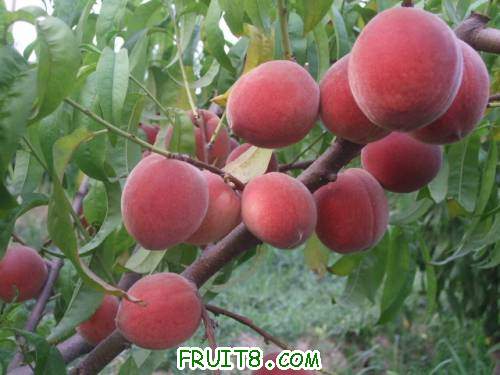 2011��6��15�ռ������� 014.jpg