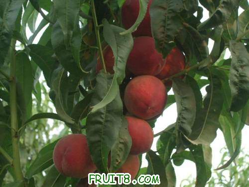 2011��6��15�ռ������� 009.jpg