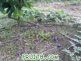 20110613234.jpg