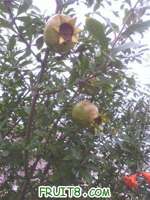 IMG0615090400.jpg