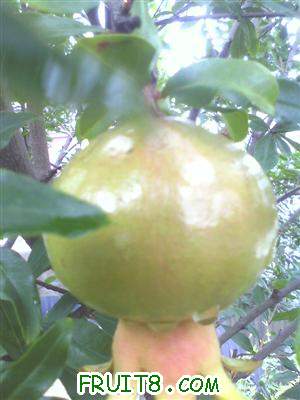 IMG0615090500.jpg