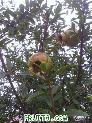 IMG0615090200.jpg