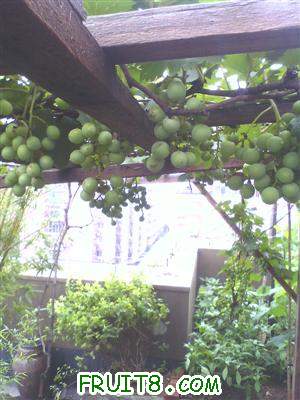 IMG0615091100.jpg