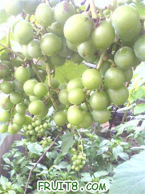 IMG0615091400.jpg