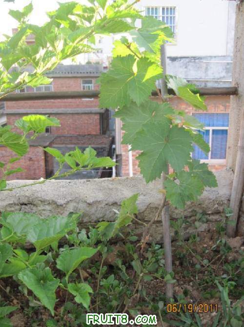 20110619-��õ��02.jpg
