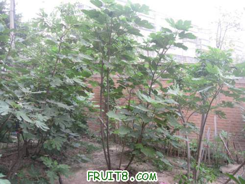 Ƭ 044.jpg