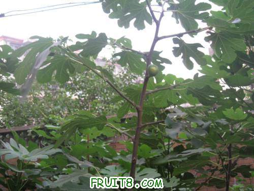 Ƭ 080.jpg