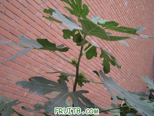 Ƭ 033.jpg