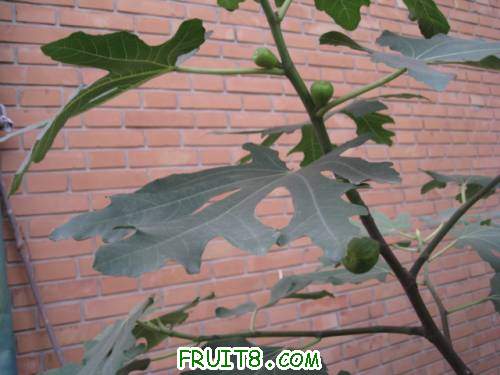 Ƭ 039.jpg
