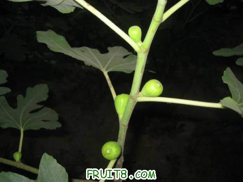 Ƭ 085.jpg